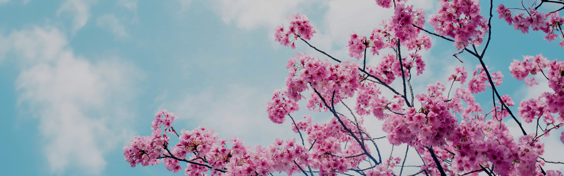 Air Fresheners & Odour Control